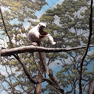 Coquerel's Sifaka