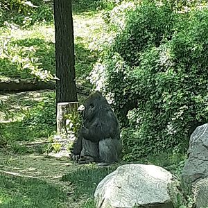 Western Lowland Gorilla