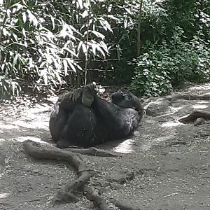 Western Lowland Gorilla