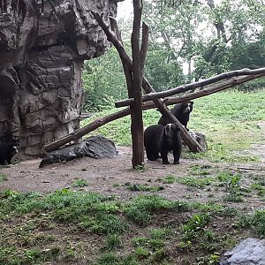 Andean Bears