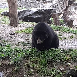 Andean Bear