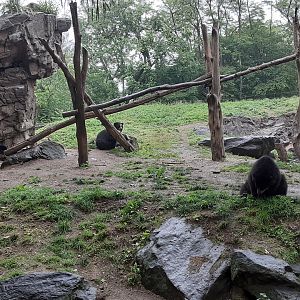 Andean Bears