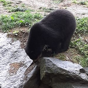 Andean Bear
