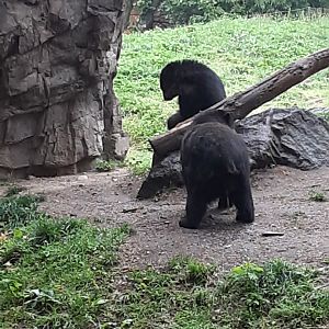 Andean Bears
