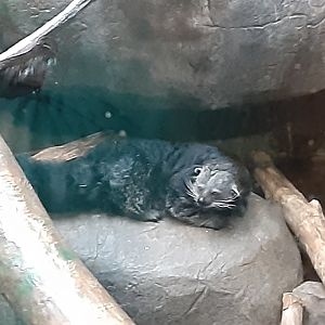 Binturong
