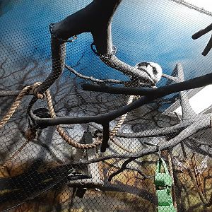 Black-and-White Ruffed Lemur Exhibit