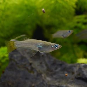 Knife livebearer (Alfaro cultratus)