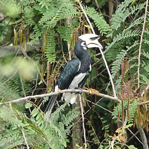Oriental Pied-Hornbill