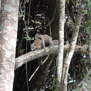 Grey-bellied Squirrel