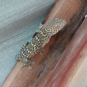 Tokay Gecko