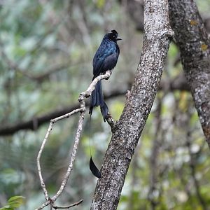 Greater Racket-tailed Drongo
