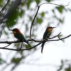 Chestnut-headed Bee-eater