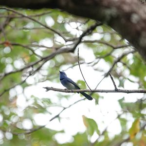 Black-naped Monarch