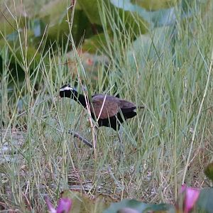 Bronze-winged Jacana
