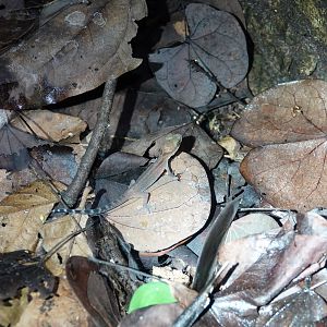 Phetchaburi Bent-toed Gecko