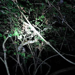 Find the Reticulated Python