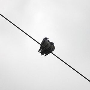 Ashy Woodswallow
