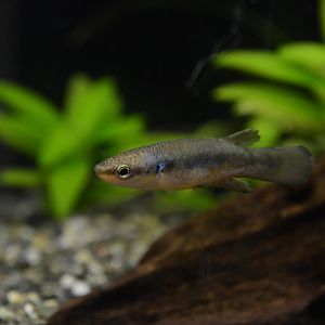 Green rivulus (Rivulus cylindraceus)