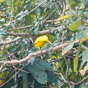 Black-naped Oriole