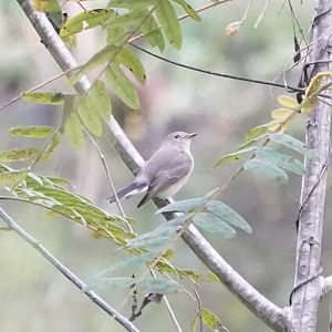 Taiga Flycatcher