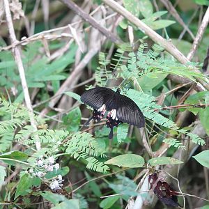 Common Mormon Swallowtail