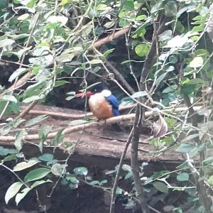 Black-capped Kingfisher
