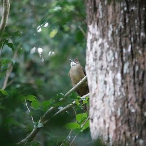 Ochraceous Bulbul