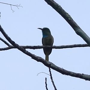 Blue-bearded Bee-eater