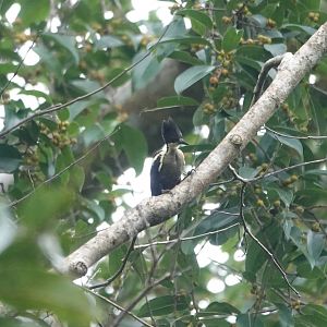 Heart-spotted Woodpecker