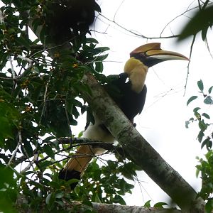 Great Hornbill
