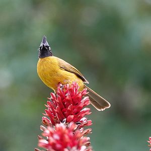 Black-crested Bulbul