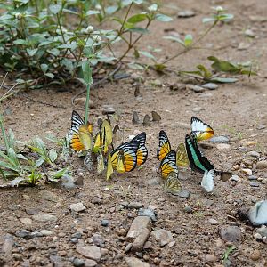 Butterflies at clay lick