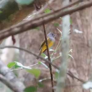 Gray-headed Canary-Flycatcher