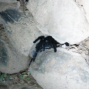 Cobalt Blue Tarantula