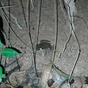 Black-striped Frog