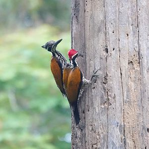 Greater Flameback
