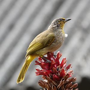 Stripe-throated Bulbul