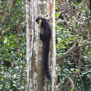 Black Gaint Squirrel