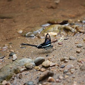 Green Dragontail Butterfly