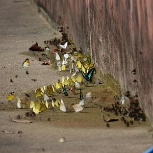 Butterflies drinking