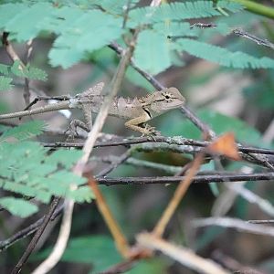 Forest Crested Lizard