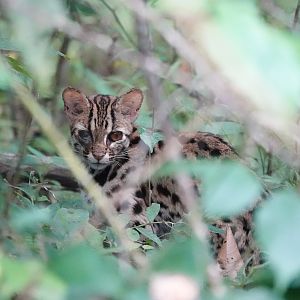 Leopard Cat