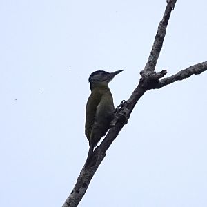 Gray-headed Woodpecker