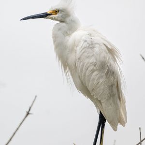 Snowy Egret (wild)