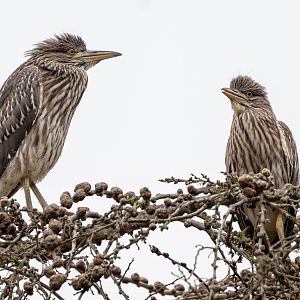 Black Crowned Night Heron juveniles (wild)