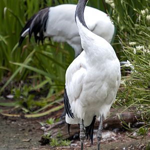 Red Crowned Crane