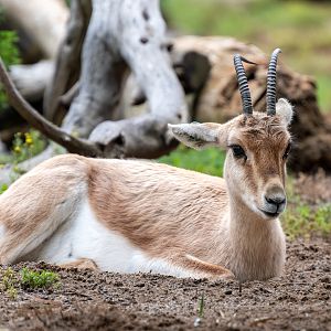 Slender Horned Gazelle