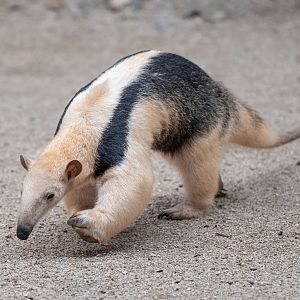 Southern Tamandua