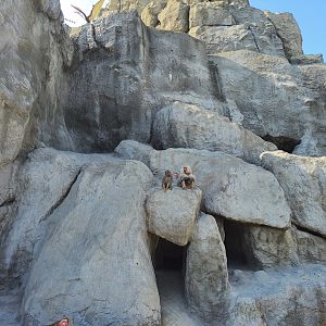 Exhibit for Hamadryas Baboons and Barbary Sheep-Budapest Zoo
