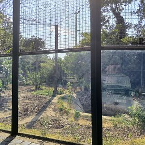 Persian Leopard Exhibit 2- Budapest Zoo